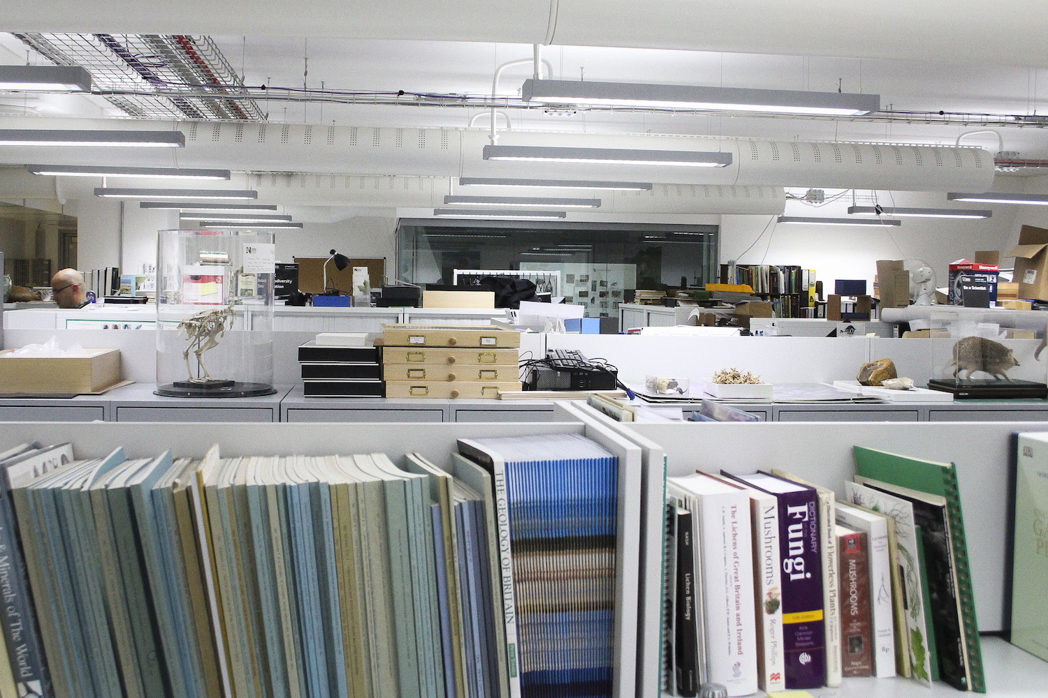 Na biblioteca há guias de identificação, microscópios, computadores e colecções de espécimes