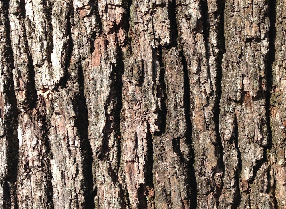 Carvalho-alvarinho (Quercus robur)