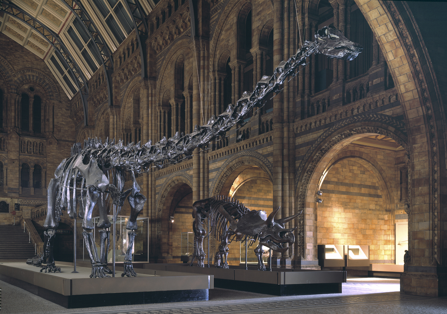 Diplodocus (à esquerda). Fotografia: Museu de História Natural de Londres