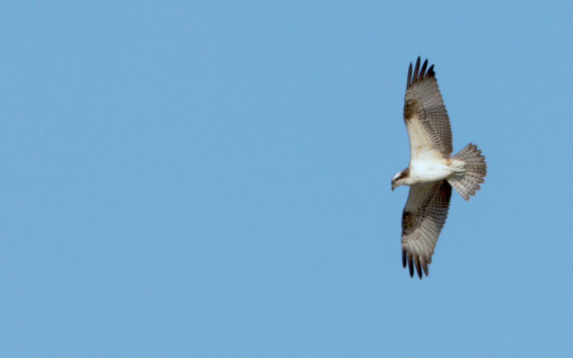 Águia-pesqueira em voo (fotografia de José Sousa)