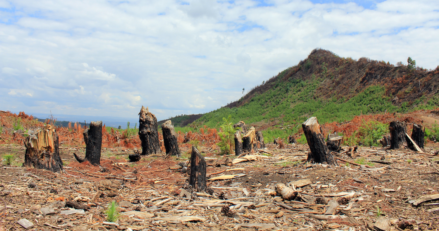 A desflorestação de Ankaratra é outro factor de stress para os anfíbios de Madagáscar Fotografia: Gonçalo M. Rosa