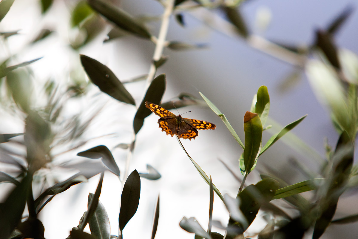 Reabertura do borboletário do Jardim Botânico do Museu de História Natural. Foto: Joana Bourgard