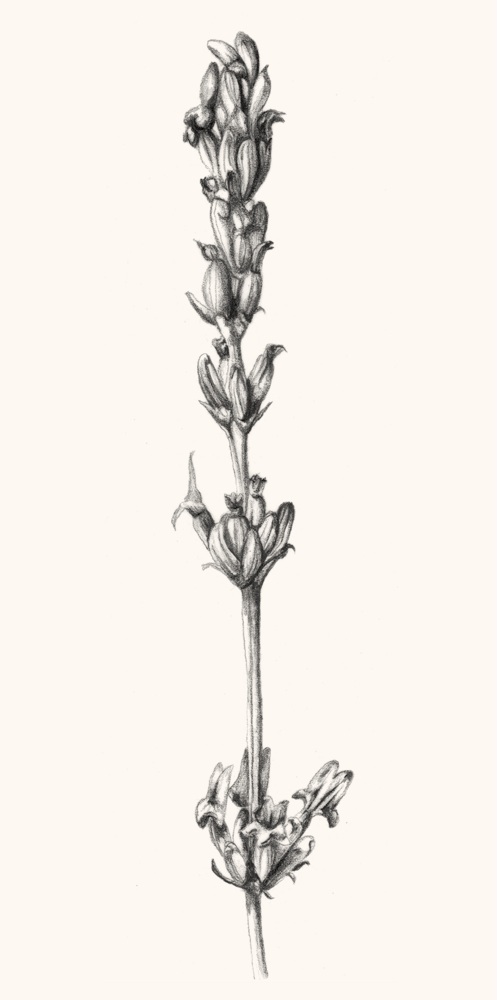 Lavandula latifolia Medicus