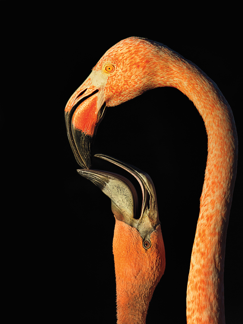 Fotografia: Steve Russell/Audubon Photography Awards