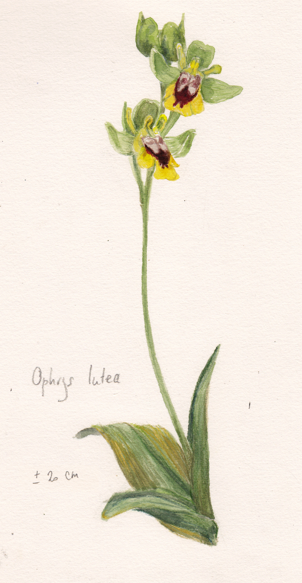 Ophrys lutea. Ilustração: Jeanne Waltz