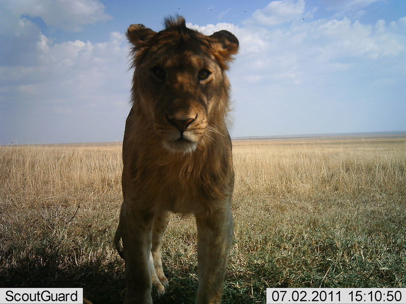 Foto: Snapshot Serengeti