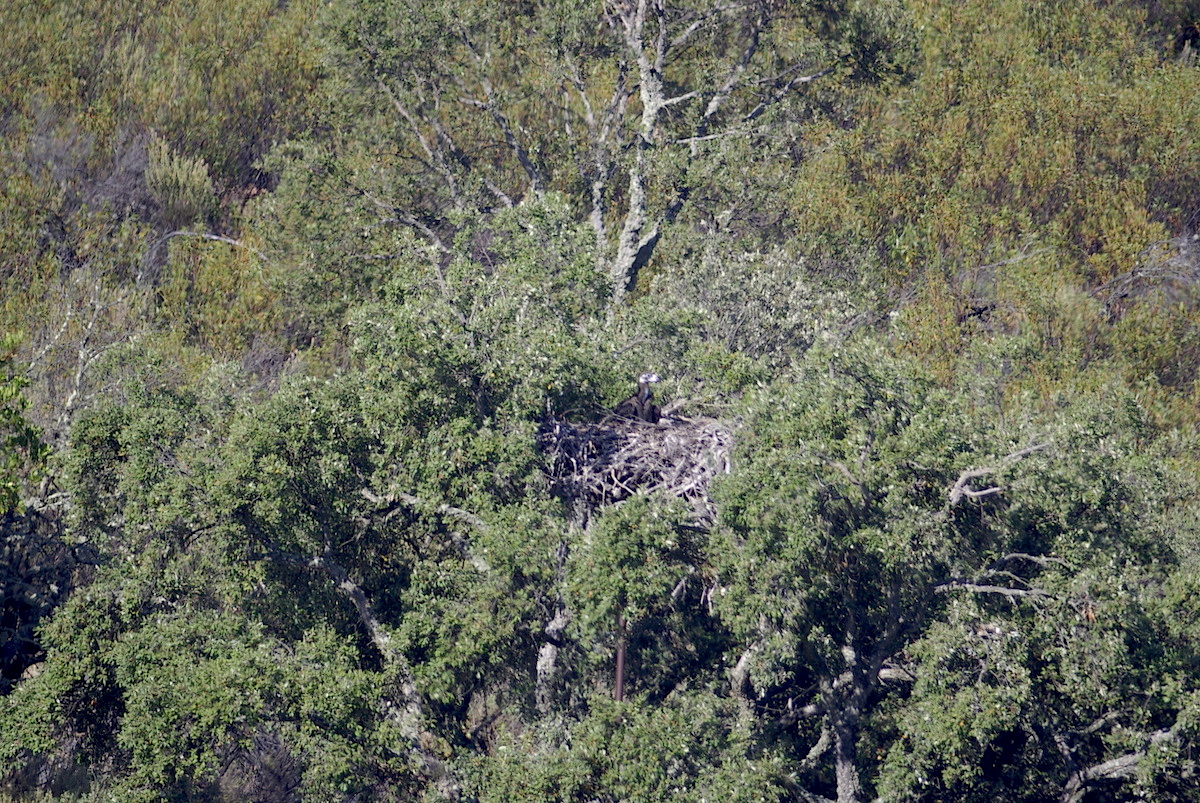 Cria de abutre-preto na Herdade da Contenda. Foto: LPN