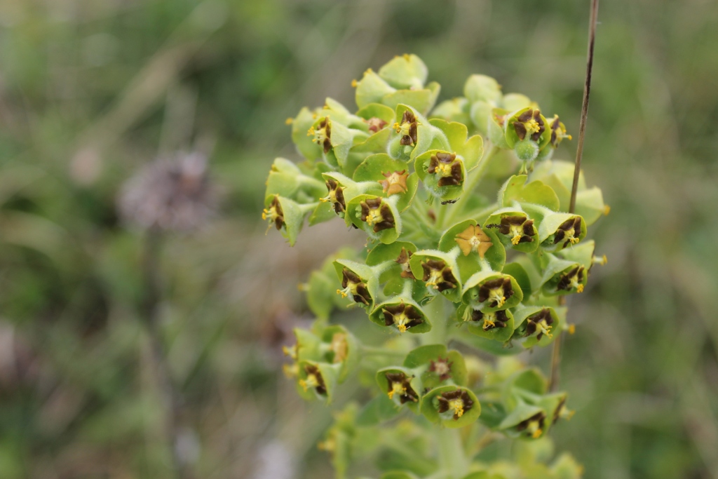 Trovisco-macho (Euphorbia characias)