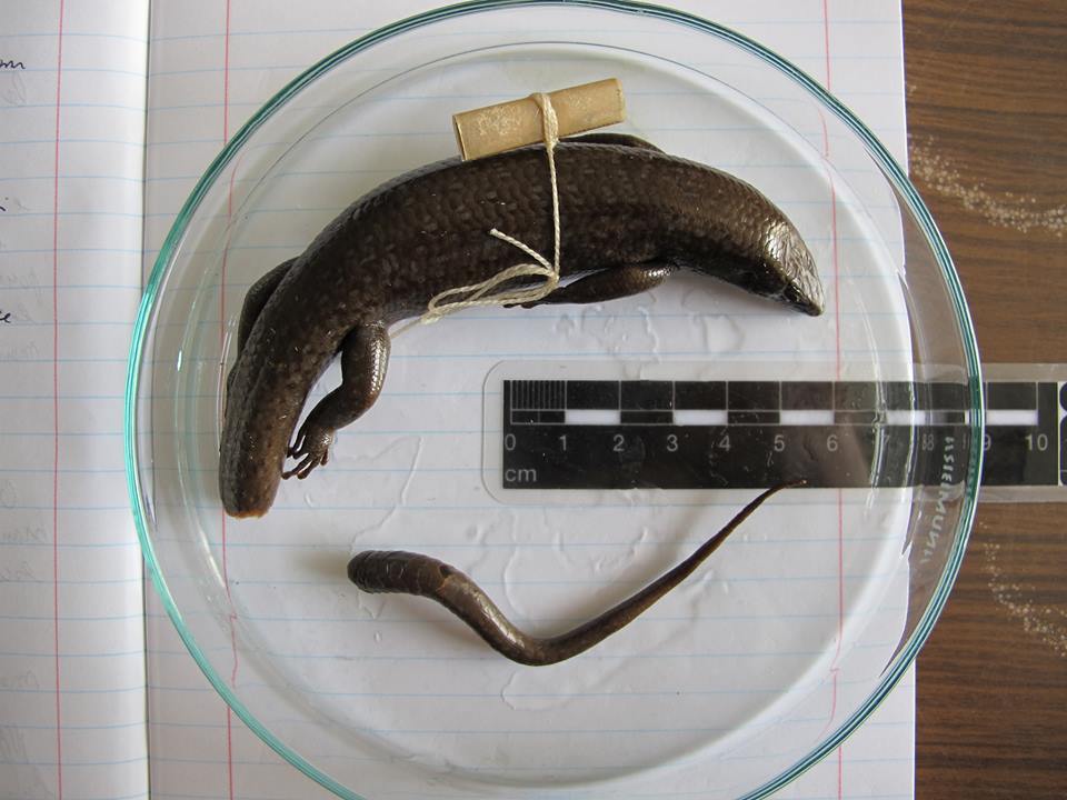 Espécime usado para descrever a nova espécie. Foto: Luís Ceríaco