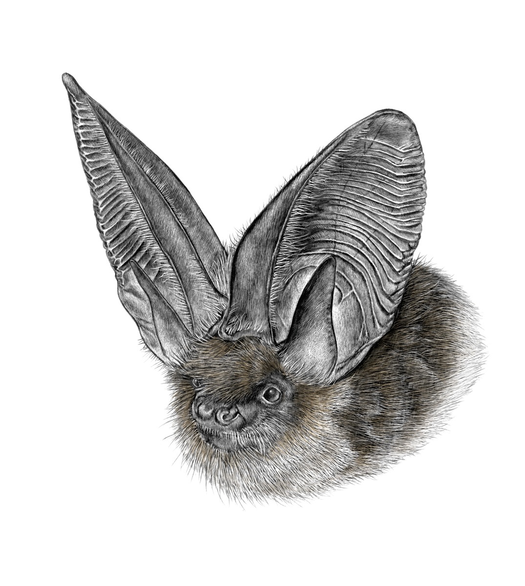 Morcego-orelhudo-cinzento. Ilustração: Lúcia Antunes