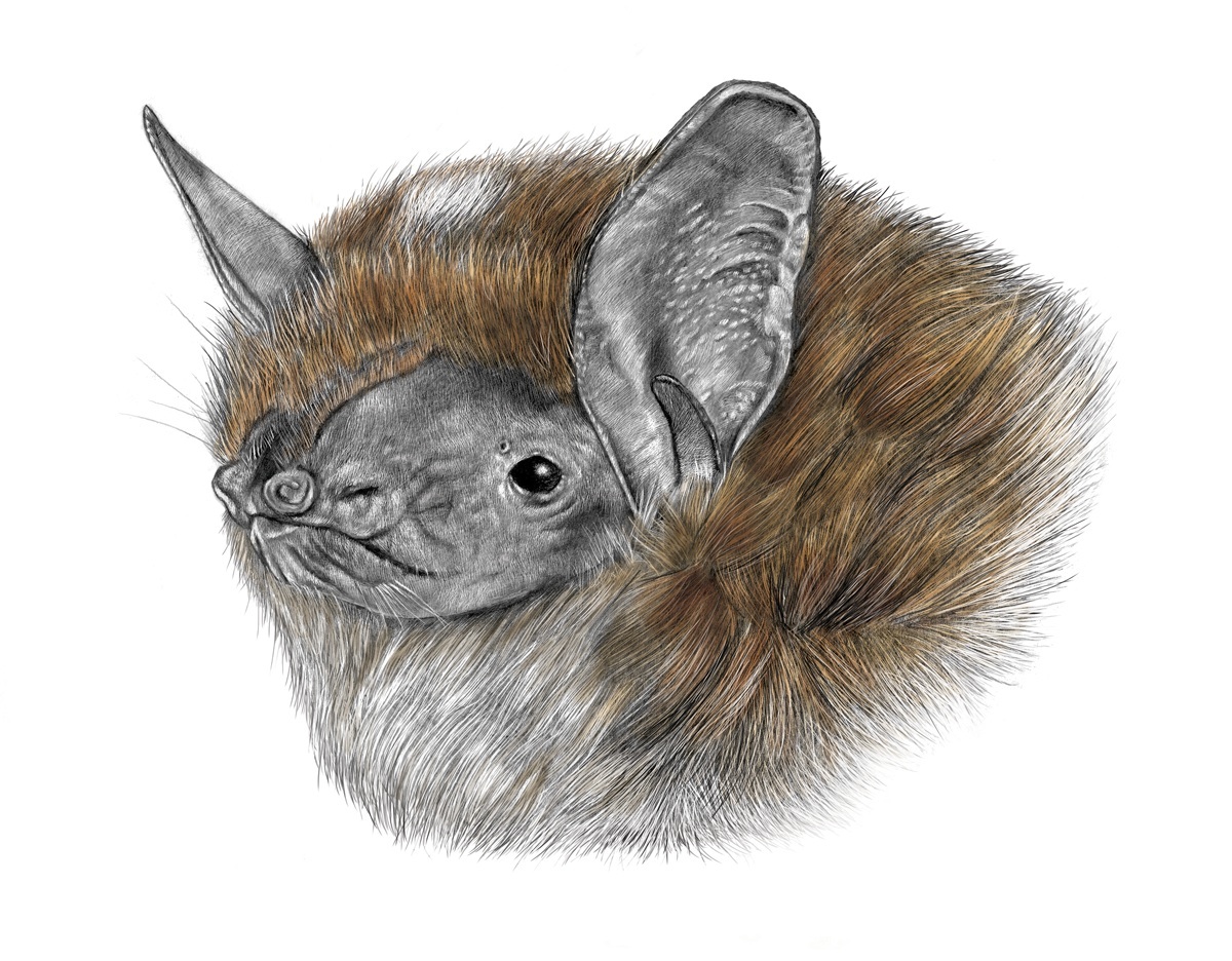Morcego-rato-pequeno. Ilustração: Lúcia Antunes
