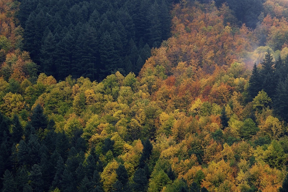 A magnífica floresta do Vale de Manteigas. Parque Natural da Serra da Estrela, Outono