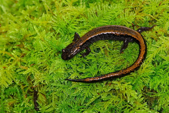 Salamandra-lusitânica. Foto: Albano Soares