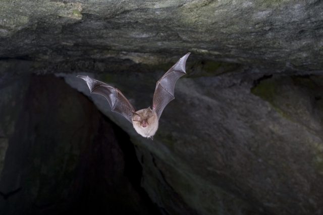 Morcego-de-ferradura-pequeno. Foto: F. C. Robiller