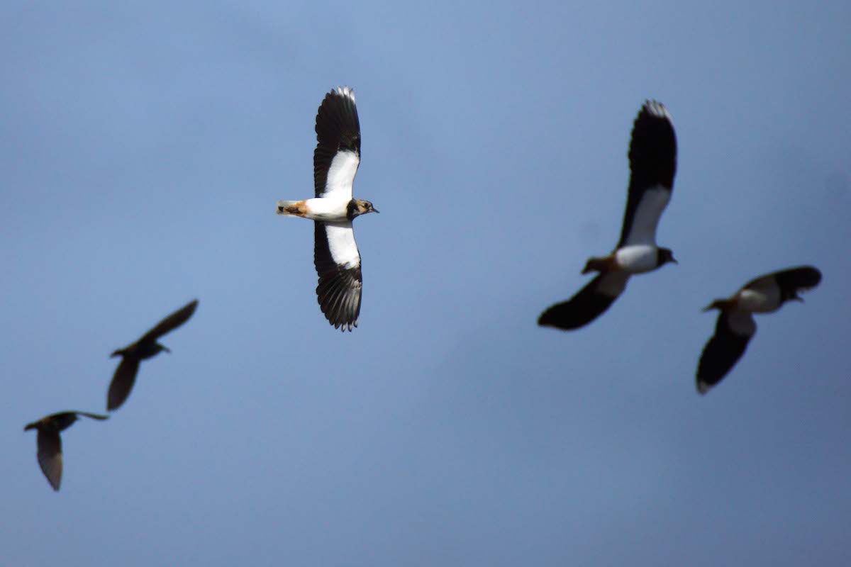 O abibe é uma das aves mais emblemáticas do nosso inverno. Foto: Gidzy/Creative Commons