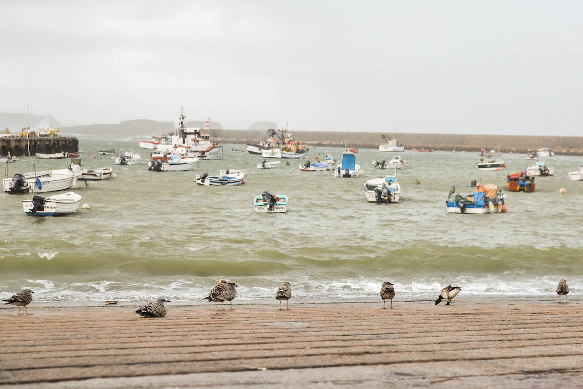 Ganso-de-faces-pretas entre gaivotas. Foto: Nuno Barros