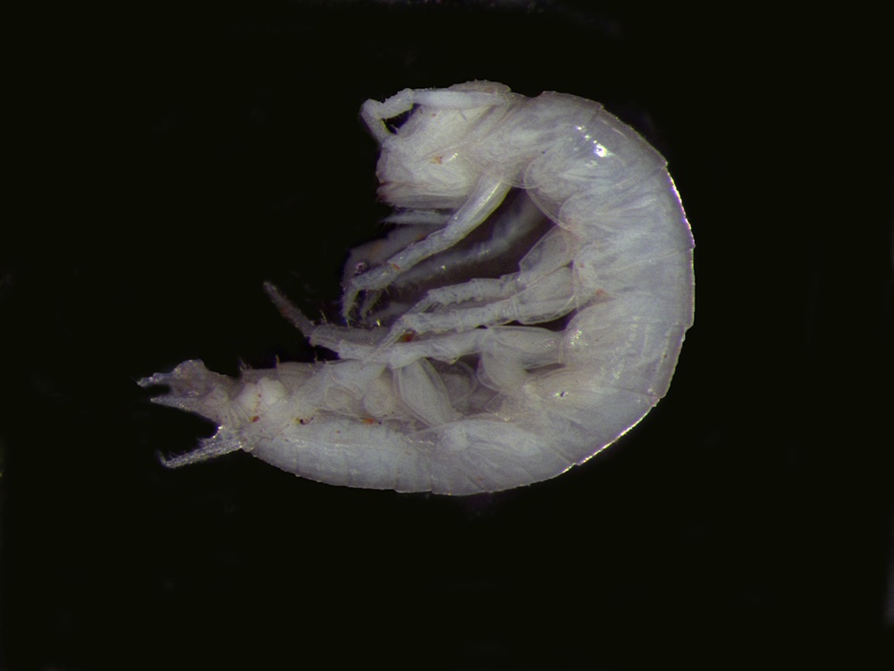 Cordioniscus lusitanicus