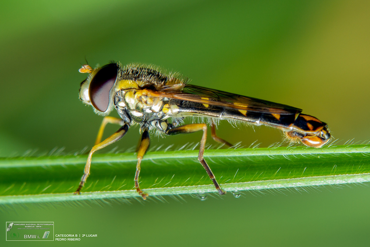 2º prémio na categoria Insectos e outros artrópodes. Foto: Pedro Ribeiro