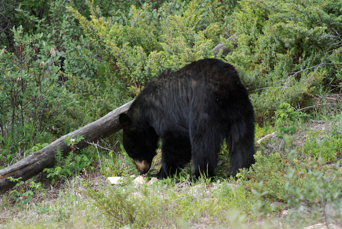 Urso-preto nas Montanhas Rochosas (Canadá)