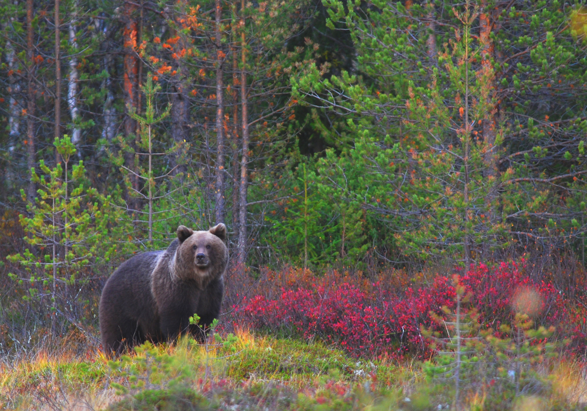 Urso-pardo na Finlândia, país onde se registaram 19 ataques nos últimos 60 anos