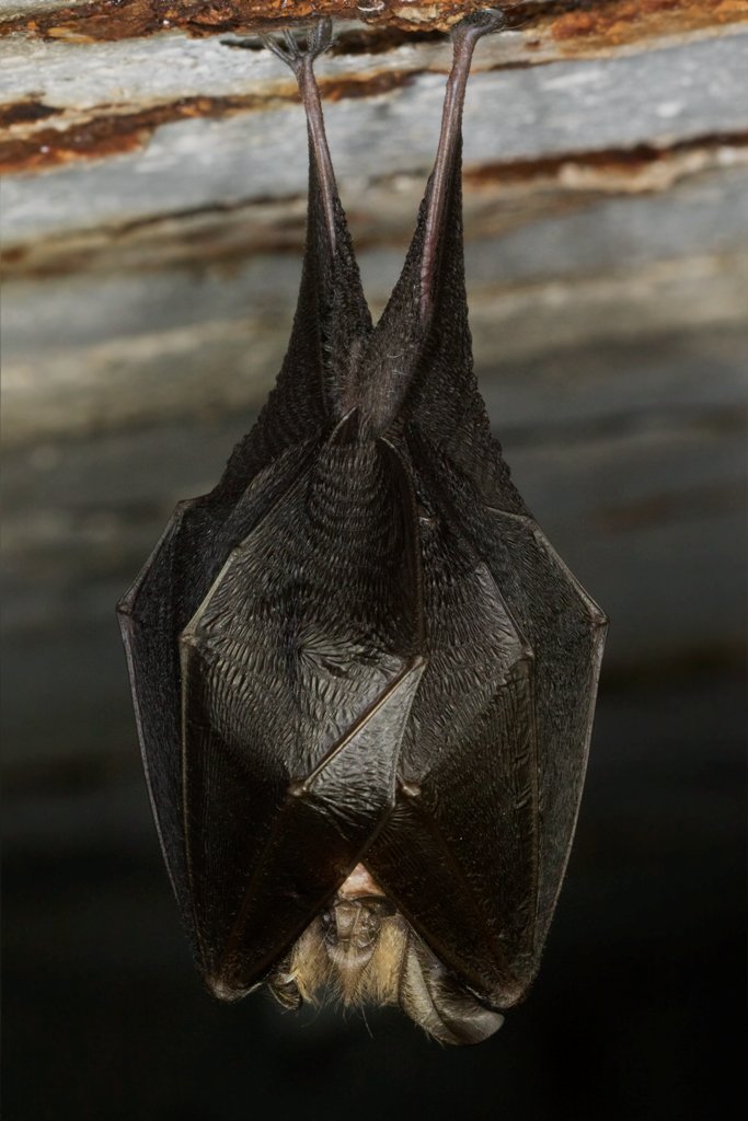 Morcego-de-ferradura-pequeno (Rhinolophus hipposide), em Castelo de Paiva