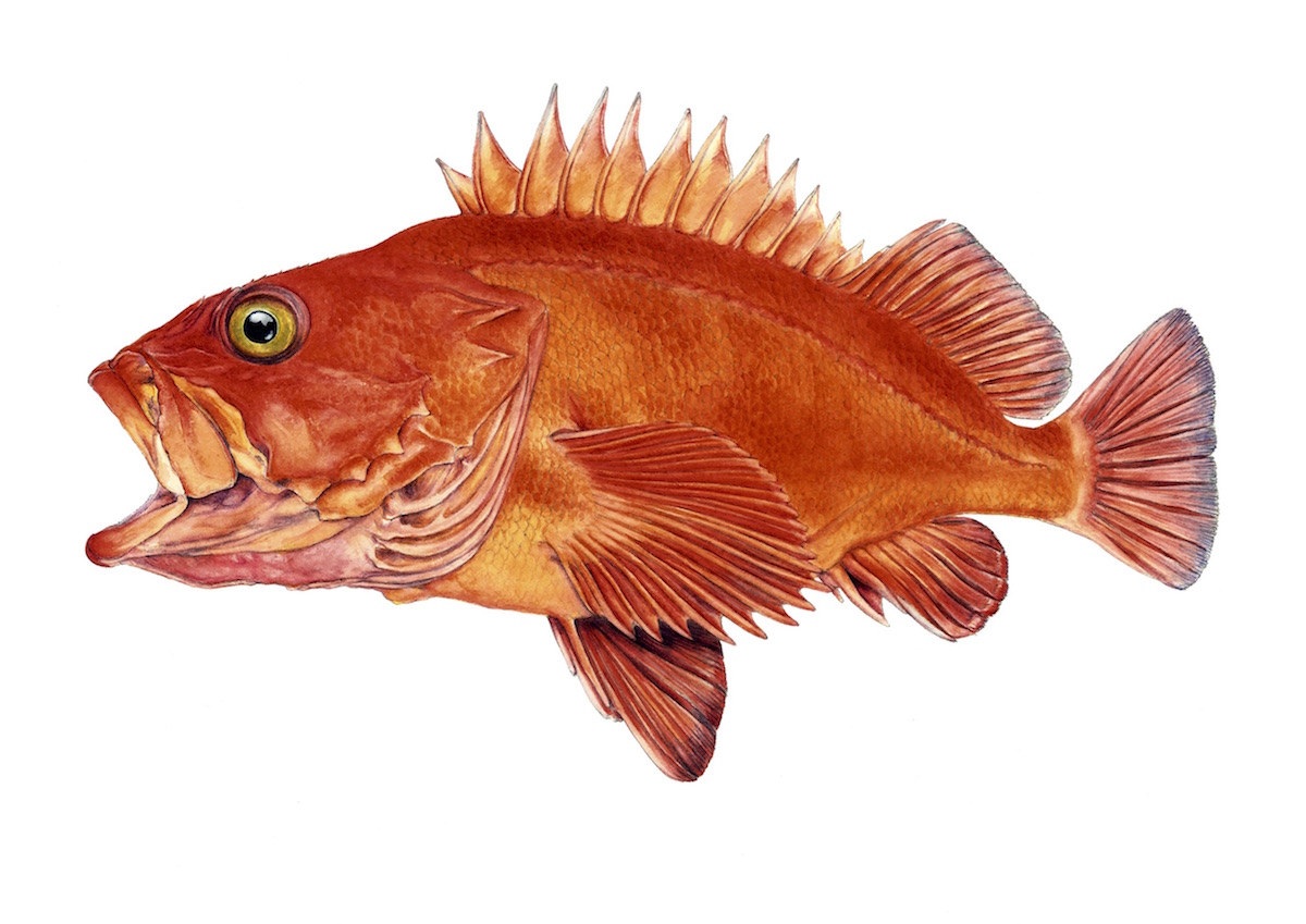 Peixe-vermelho (Sebastes norvegicus). Ilustração: Meritxell Campos Canudas