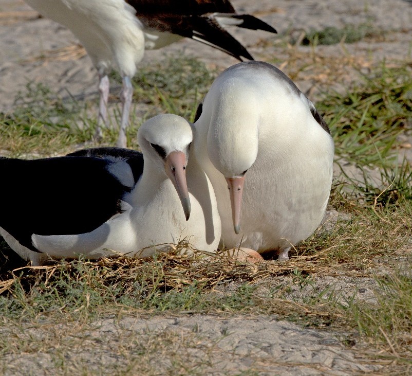 Wisdom "fala" para o seu ovo, pouco depois da postura, acompanhada pelo macho do casal (final de Novembro). Foto: Dan Clark / USFWS 