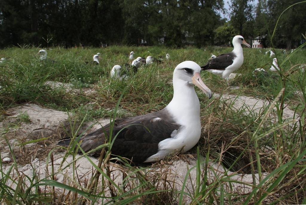 Wisdom e outros albatrozes em Dezembro de 2011, no Atol de Midway. Foto: USFWS