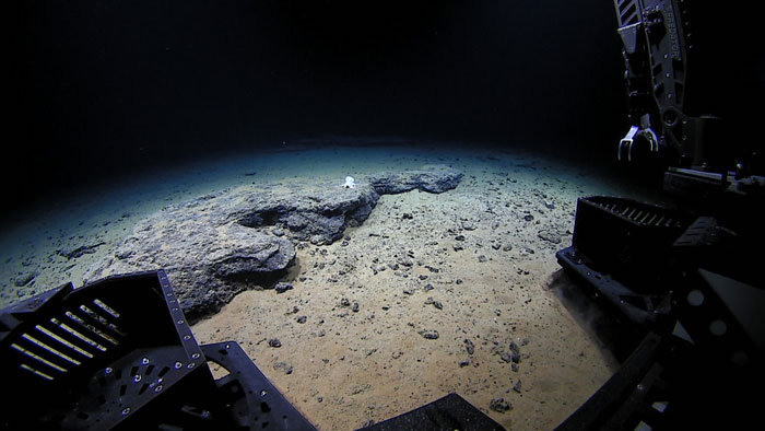 O ROV aproxima-se do polvo, a 4.290 metros de profundidade