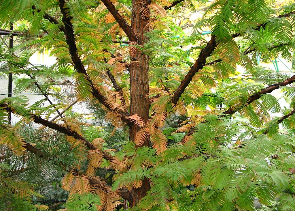 Uma Metasequoia glyptostroboides. Foto: Crusier / Wiki Commons
