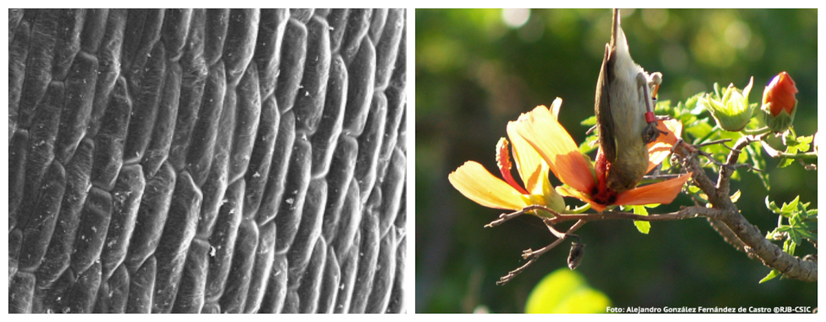Células da superfície das pétalas quando a flor é polinizada por aves. Foto: Alejandro G. Fernández de Castro