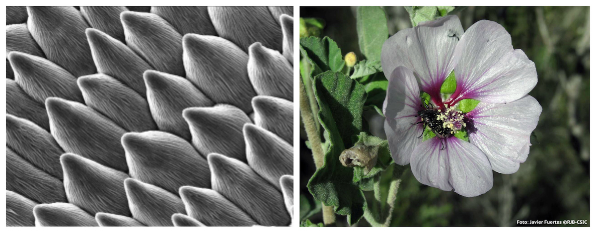 Células da superfície das pétalas quando a flor é polinizada por insectos. Foto: Javier Fuertes