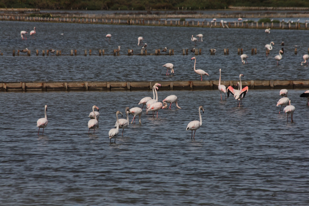 Flamingos no estuário