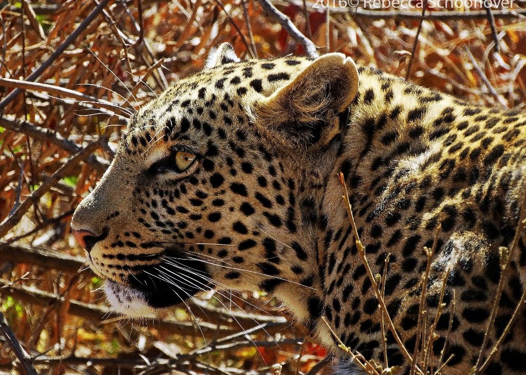 Um leopardo faz uma pausa no Parque Nacional de Pilanesberg, na África do Sul, enquanto se prepara para caçar. Foto: Rebecca Schoonover