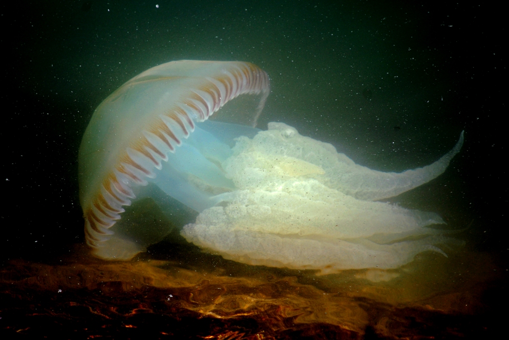 Catostylus tagi, provavelmente a medusa mais comum em Portugal Continental, é ligeiramente urticante. Foto: Raquel Marques