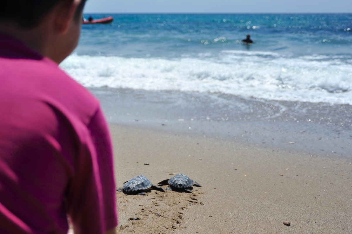 Duas tartarugas dirigem-se para o mar. Foto: Comunicação CSIC