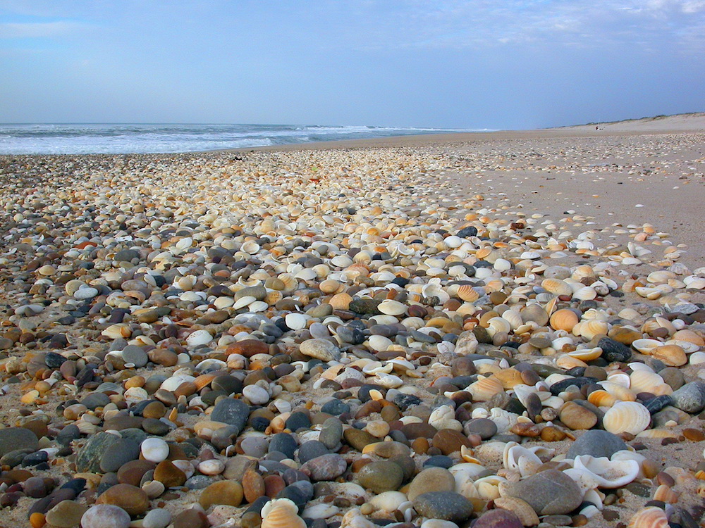 Praia com depósito de conchas e seixos
