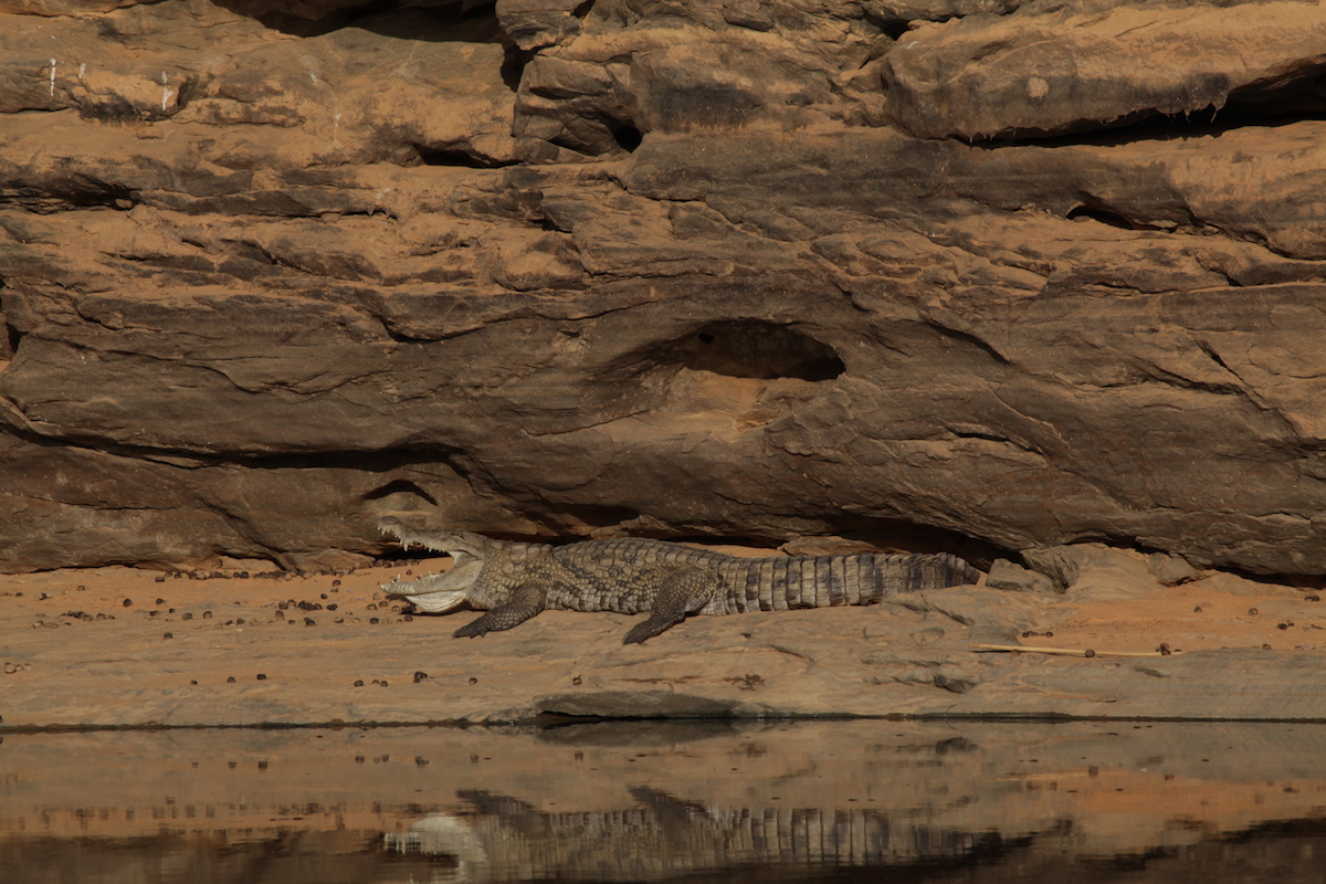 Investigação sobre crocodilos na Mauritânia