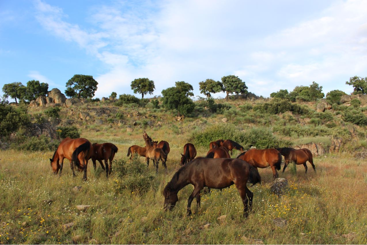 Manada de cavalos garranos em estado semi-selvagem Foto: ATN