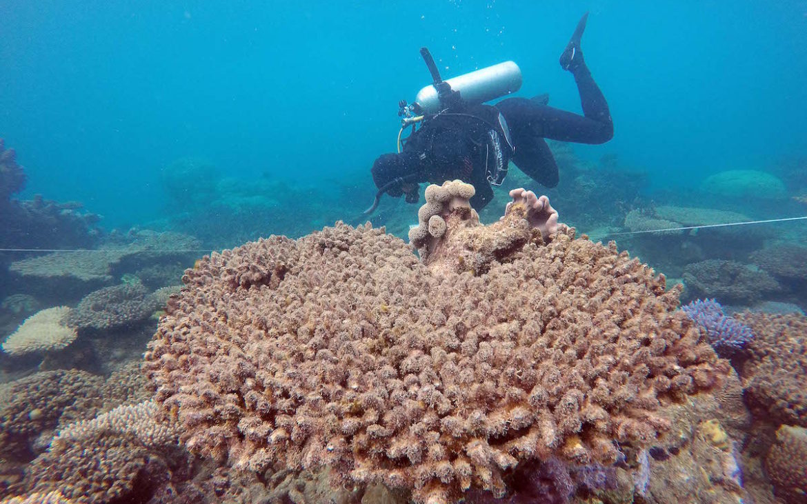 Foto: Andreas Dietzel/ARC Centre of Excellence for Coral Reef Studies