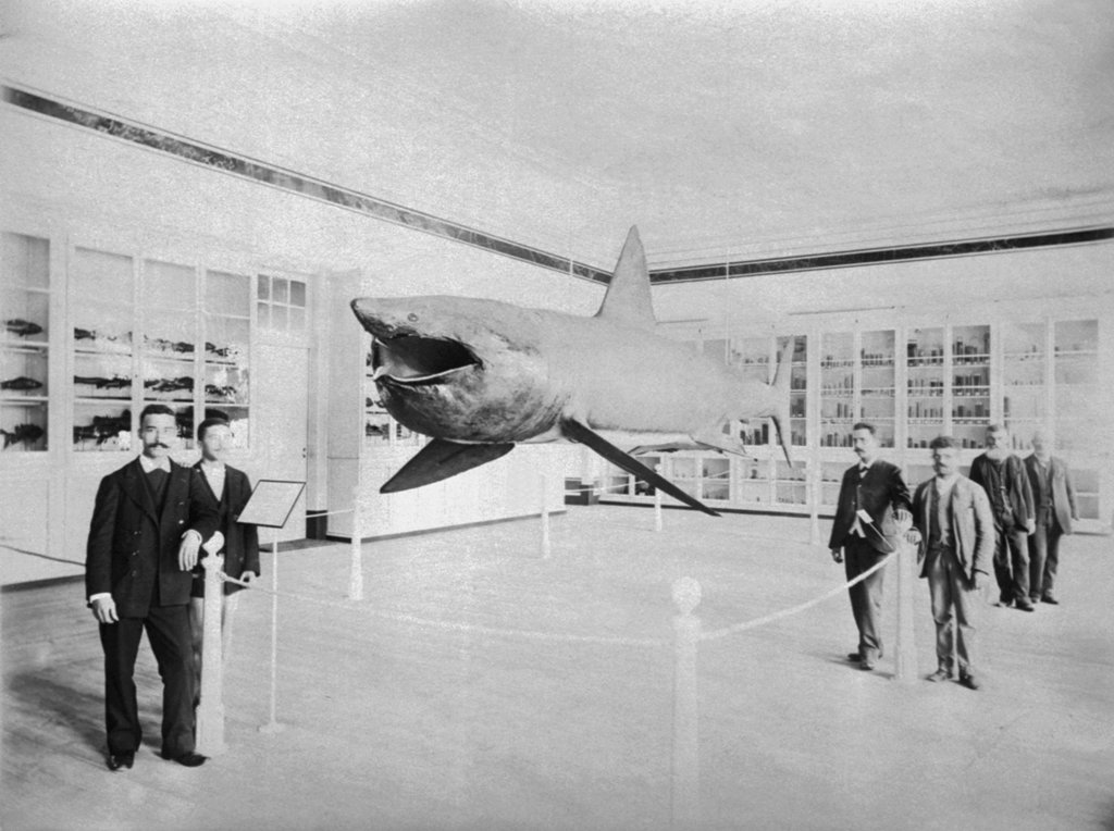 Exhibition at the Polytechnic in 1897. Photo of the Navy Museum Archive