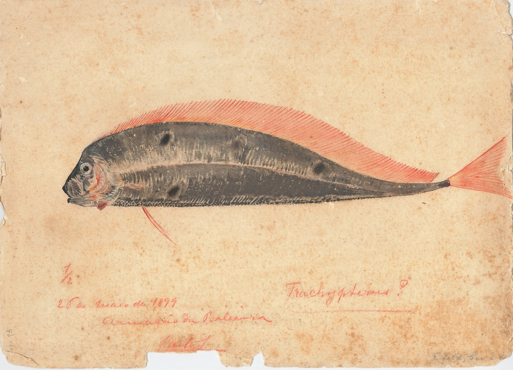 Illustration of a herring-king, by Carlos de Bragança. Library of the D. Carlos I Oceanographic Museum, Vasco da Gama Aquarium