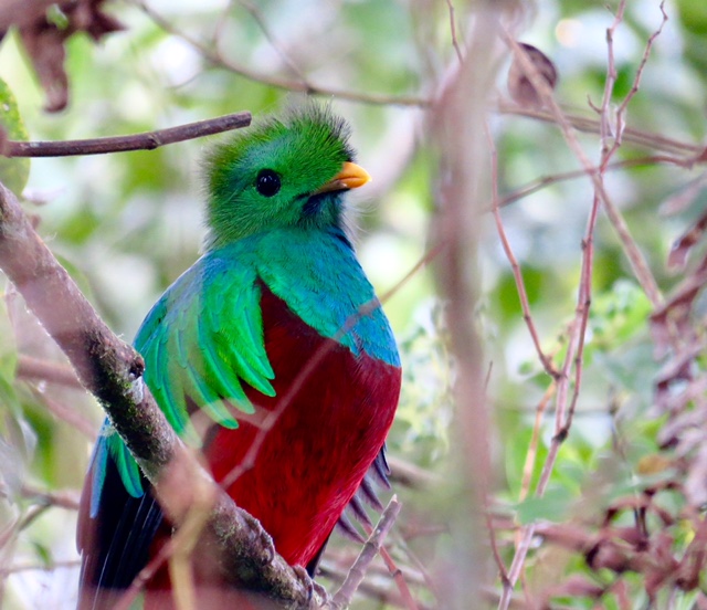 Quetzal-resplandecente. Foto: Arjan Dwarshuis