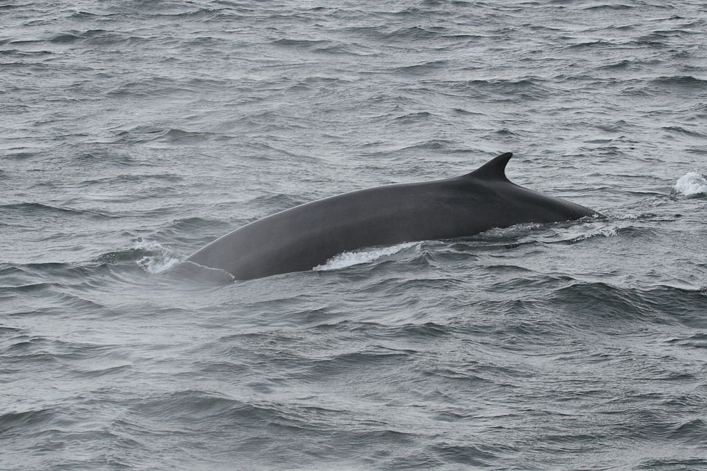 dorso-e-barbatana-pretos-de-baleia-observados-no-meio-do-mar