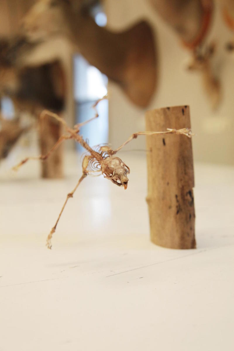Espécimes de esquilos-voadores da colecção do Museu de Burke usadas para ajudar a identificar a nova espécie. Foto: Museu de História Natural e Cultura de Burke