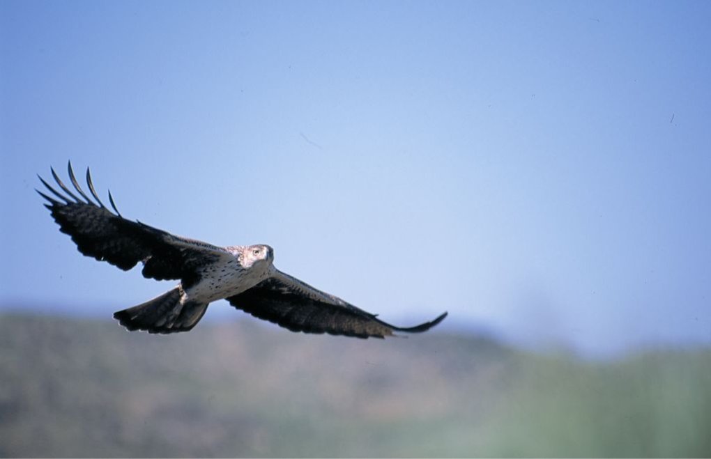 águia-de-bonelli-observada-em-voo