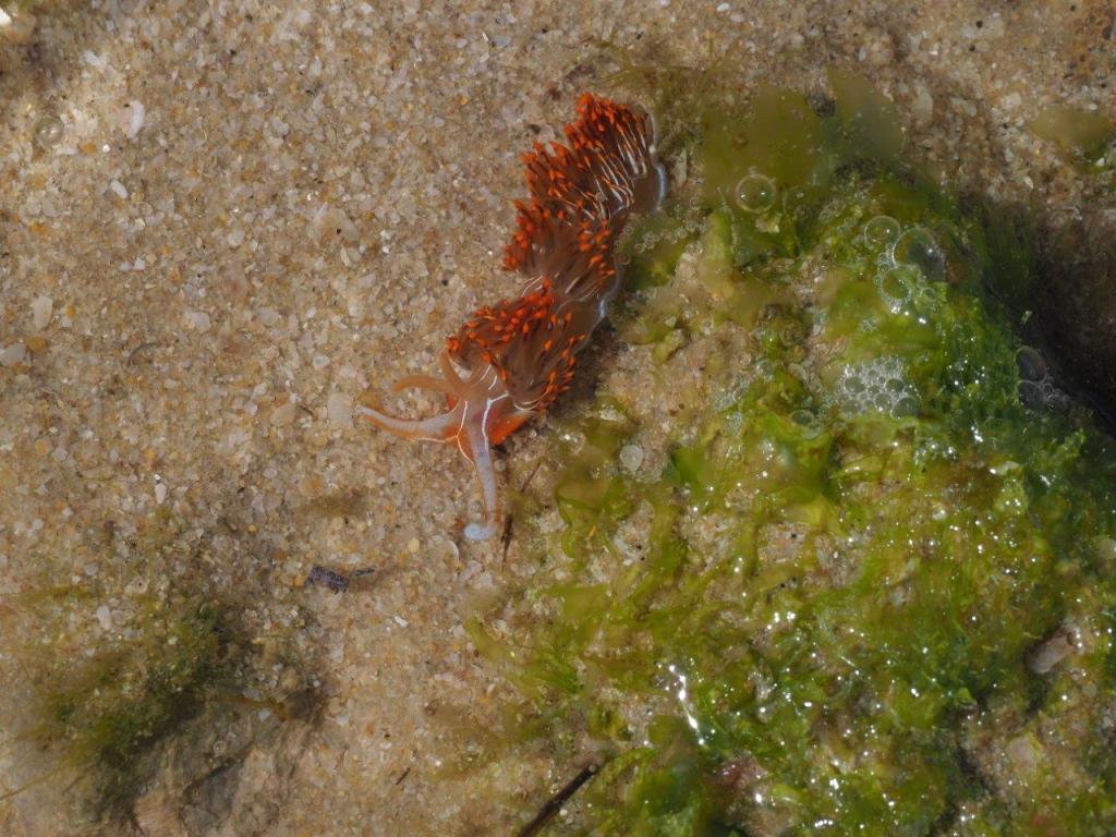 um-molusco-transparente-e-com-manchas-vermelhas-está-por-cima-da-areia-na-zona-entre-marés