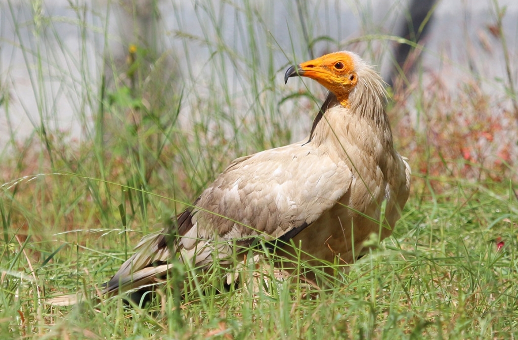 abutre-do-egito-observado-de-perfil