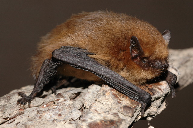 pequeno-morcego-castanho-agarrado-a-saliencia-rochosa