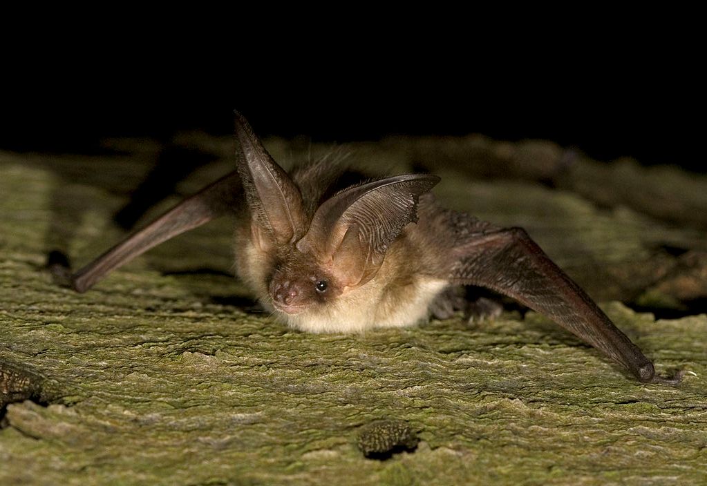 morcego-com-grandes-orelhas-pousado-numa-superfície-rochosa